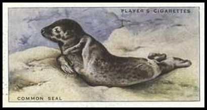 20 Common Seal
